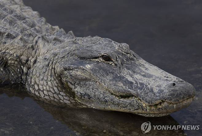 미국 플로리다주 마이애미의 악어 [AFP 연합뉴스 자료사진. 재판매 및 DB 금지]