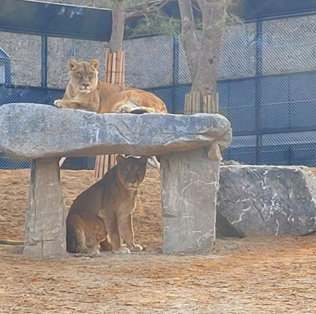 청주동물원의 두 사자 '도도'와 '먹보'. 둘은 정말 사이가 좋았다고./사진=청주동물원