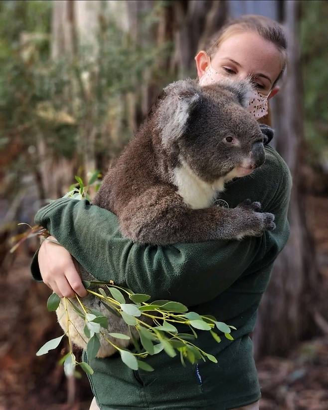 코알라와 유칼립투스. 최현태 기자