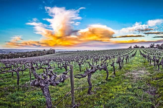 맥라렌배일 올드바인. McLaren Vale Grape Wine Tourism Association