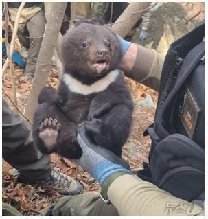 새끼 반달가슴곰.(국립공원공단 야생생물보전원 제공)