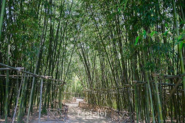 한 낯의 뜨거운 태양도 십리대숲에 들어서면 시원한 바람으로 바뀐다. 트레킹도 좋고 쉬엄쉬엄 산책도 좋다. ⓒ데일리안 배군득 기자