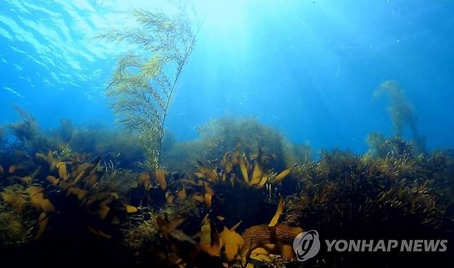 바다 속 [연합뉴스 자료사진]