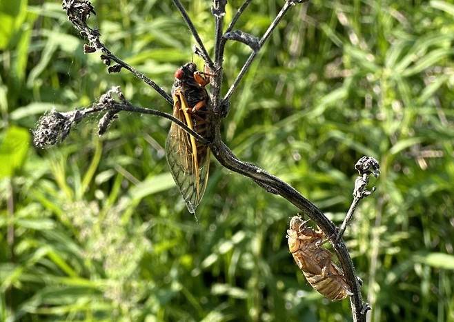 17년 굼벵이 시절을 마치고 어른벌레로 우화한 매미./National Parks Service Facebook