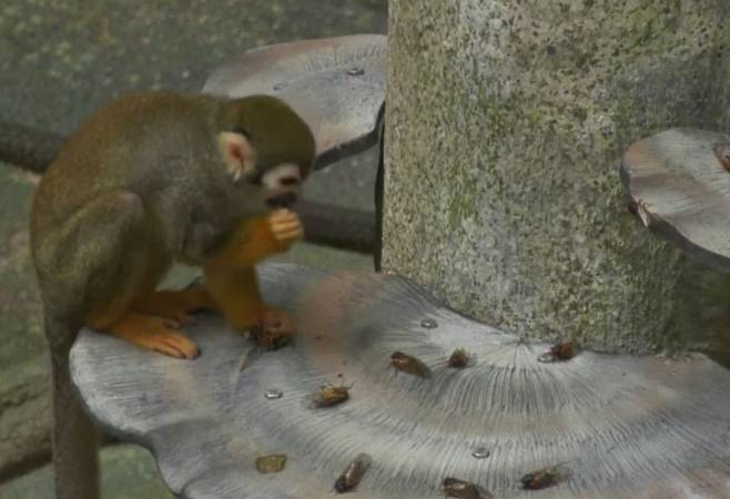 다람쥐원숭이가 매미를 보이는대로 먹어치우고 있다./Brooksfield Zoo Facebook