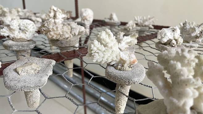 잔지바르 다른 지역에서 음넴바 프로젝트는 대표적인 사례로 받아들여지고 있다