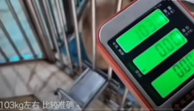 중국판다보전연구센터가 공개한 푸바오 영상 갈무리. 푸바오 몸무게가 103kg이라는 자막이 달려 있다.