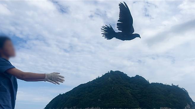 지난 2일 서귀포시 보목동 해안에서 방사된 흑비둘기 (사진, 제주대학교 제주야생동물구조센터)