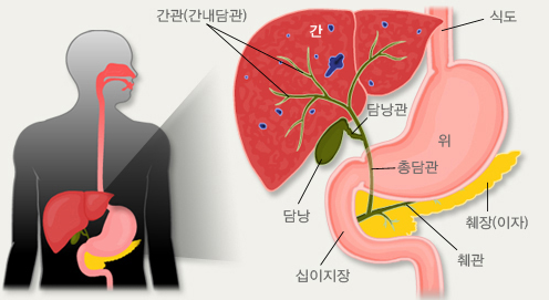 담낭은 간에서 만들어진 담즙을 저장하는 기관으로, 담낭의 내부에 용종이 생기는 것을 담낭 용종이라고 한다. 국가건강정보포털 제공