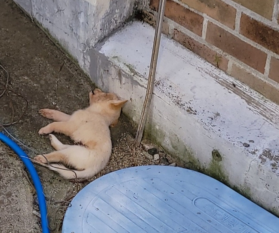 A photo taken two years ago by Beagle Rescue Network, a South Korea-based non-profit dedicated to rescuing laboratory animals after testing, shows a dead dog lying in a corner at Sancheong Animal Shelter. [BEAGLE RESCUE NETWORK]