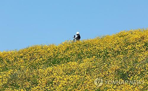 파란 초여름 하늘과 금계국 [연합뉴스 자료사진]