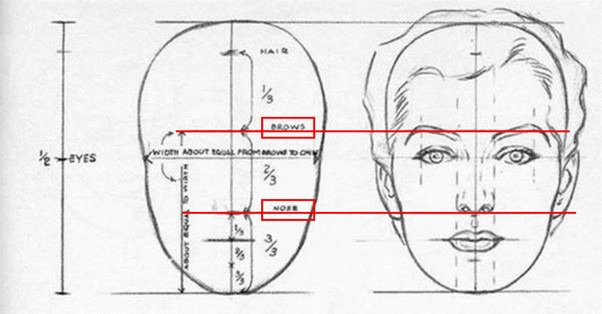 의학이나 미술 분야에서 모두 상, 중, 하안면의 높이가 1 : 1 : 1일 때 아름답다고 봅니다. 얼굴의 상, 중, 하를 나누는 기준은 눈썹 아래, 코 아래 입니다. [그림=William Andrew Loomis]