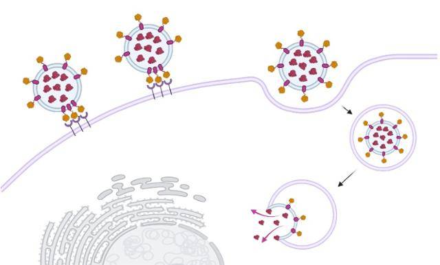 엑소좀(이중막으로 둘러싸인 원들)이 내부에 약물을 담아 세포 내부로 전달하는 과정을 나타낸 그림. 시프트바이오 제공