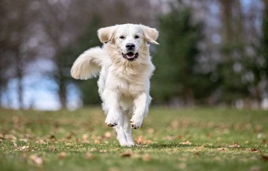 강아지가 식사 직후 격한 운동을 하면 위염전 증후군이 나타날 수 있다｜출처: 게티이미지뱅크