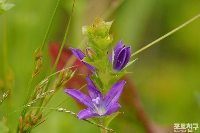 자주꽃방망이-보호종