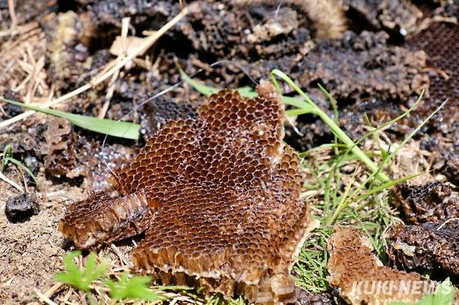 한 양봉농가에서 벌들이 집단 실종해 비어버린 벌집이 바닥에 버려져 있다. 사진=김건주 기자