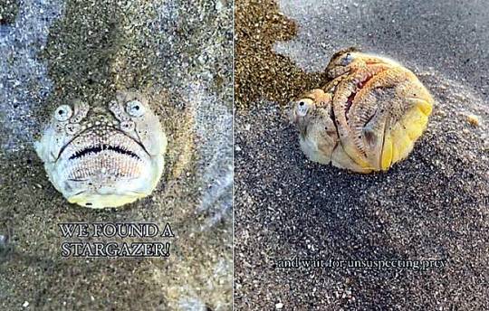 데니스 찬 인스타그램, 뉴시스