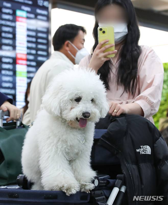 [제주=뉴시스] 우장호 기자 = 16일 오후 제주국제공항 국내선 1층 도착장으로 국내 최초 반려견 동반 전세기 타고 온 탑승객들이 반려견과 이동하고 있다. 한국관광공사와 반려동물 여행플랫폼 '반려생활', 소형항공사 '하이에어'가 출시한 반려동물 동반 전세기 상품은 김포와 제주를 왕복하는 2박3일 일정으로, 연말까지 월 1회씩 총 10회 운영한다. 2023.03.16. woo1223@newsis.com