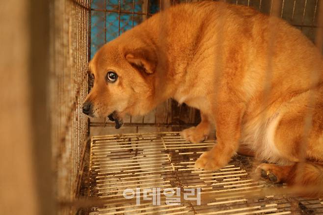 충남 보령 불법 번식장에서 발견된 턱뼈가 없는 상태의 개. 이곳 개들은 다양한 질병에도 별도의 치료 없이 지속적으로 번식에 활용된 것으로 알려졌다. (사진=동물자유연대)