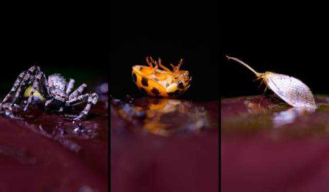 은평구가 봉산 대벌레에 대한 친환경 방제 수단으로 도입한 '끈끈이롤트랩' 위로 새우게거미(왼쪽부터), 무당벌레, 뱀잠자리붙이 등 각종 벌레들이 무작위로 붙어 있다. 나무를 통로 삼는 모든 생물들에게 덫으로 작용하는 이 끈끈이롤트랩은 지극히 비특이적이어서 어느 한 종 만을 표적 방제하는 것은 불가능하다.