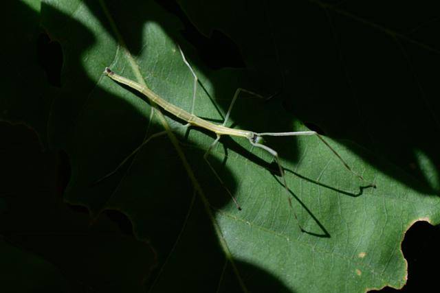'봉산 편백나무 치유의 숲'에서 발견된 대벌레 성충의 모습. 이곳에는 지난 2020년 대벌레가 집단 발생한 이후 3년 동안 12회에 걸쳐 살충제 희석액 약 9,200리터가 살포됐다.