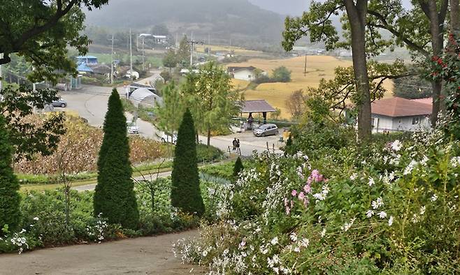 충북 괴산군 청천면 덕사리 구절초 마을 전경. 지준용 대표 제공