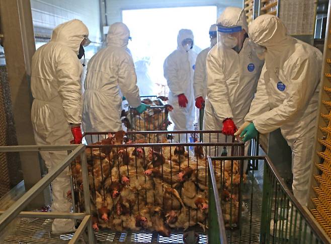 멕시코에서 고병원성 조류독감A(H5N1)에 감염 사망자가 처음 나온데 이어 호주에서도 첫 사람 감염자가 보고됐다.[사진=게티이미지뱅크]