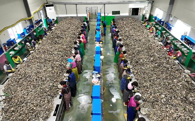 굴 까기 작업장. 경남도청 제공