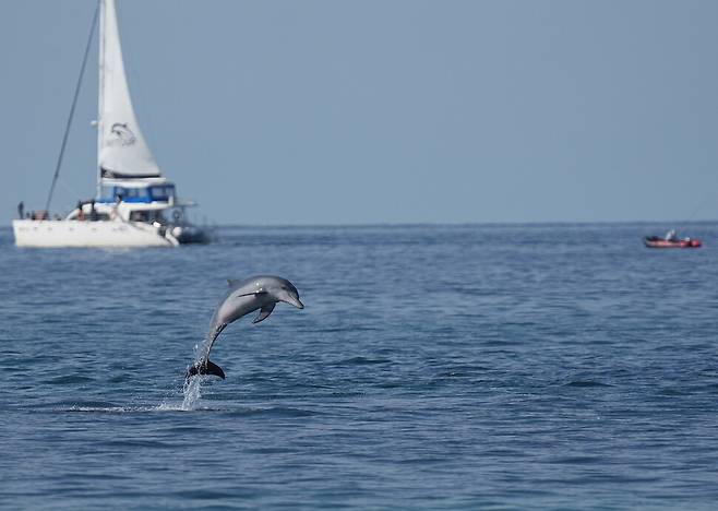 제주 연안을 유영하는 남방큰돌고래. 다큐제주 제공