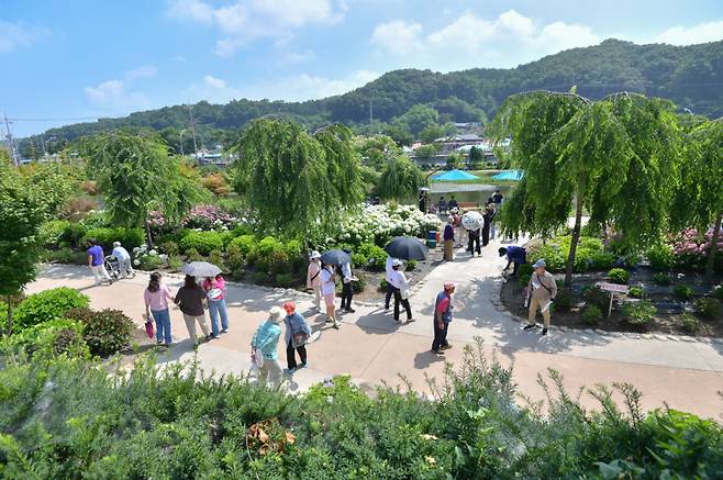 공주시 유구 색동수국정원 전경 Ⓒ공주시