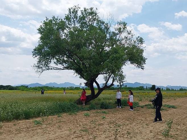 [밀양=뉴시스] 메밀밭 포토존 나무 아래에서 관광객들이 사진을 찍고 있다. (사진=밀양시 제공) 2024.06.10. photo@newsis.com  *재판매 및 DB 금지