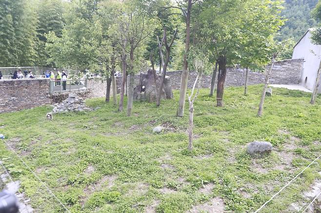 푸바오가 생활할 야외 방사장 [촬영 정성조]