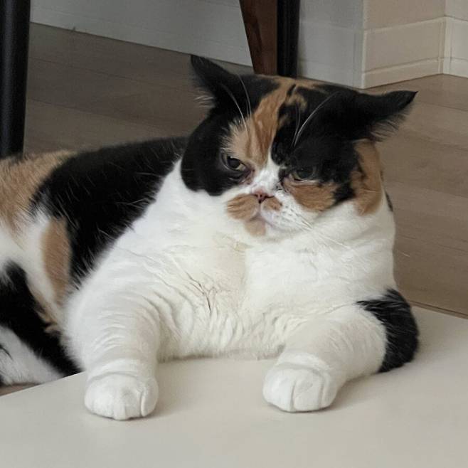 2년간의 고양이 확대.jpg