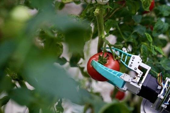 지난 5일 장쑤(江蘇)성 농업과학원 스마트 농업 혁신팀이 연구개발한 수확 로봇으로 토마토 수확 실험을 하고 있다. 신화통신