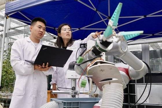 런니(任?) 장쑤성 농업과학원 농업정보연구소 소장, 스마트 농업 혁신팀 수석연구원(오른쪽)이 5일 장빙위안(張兵園) 장쑤성 농업과학원 스마트 농업 혁신팀 관계자와 수확 로봇을 이용한 수확 작업 실험을 점검하고 있다. 신화통신