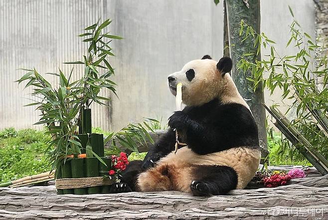 (청두=뉴스1) 정은지 특파원 = 12일(현지시간) 중국 청두 쓰촨 워룽 선수핑 기지에서 자이언트 판다 푸바오가 언론과 일반에 공개되고 있다. 2024.6.12/뉴스1 Copyright (C) 뉴스1. All rights reserved. 무단 전재 및 재배포, AI학습 이용 금지. /사진=(청두=뉴스1) 정은지 특파원