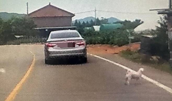 강아지를 유기하는 장면을 목격했다는 한 누리꾼이 당시 찍은 사진을 공개했다. /사진=보배드림 캡처