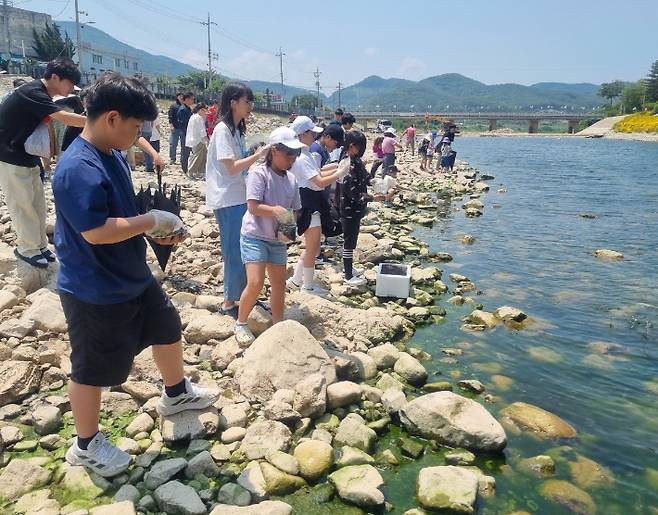 경주 의곡초등학교 학생들이 동창천 일대에서 다슬기를 방류하고 있다. 경주시 제공