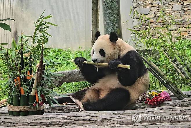 맛있다 냠냠…드디어 공개된 푸바오 (청두=연합뉴스) 지난 4월 중국에 반환된 자이언트판다 '푸바오'가 2개월여 만인 12일 쓰촨성 판다기지에서 대중에 공개됐다.
    푸바오는 이날 오전 9시39분(현지시간) 쓰촨성 워룽중화자이언트판다원(臥龍中華大熊猫苑) 선수핑기지(神樹坪基地) 야외 방사장에 모습을 드러냈다. 2024.6.12 [베이징특파원 공동취재단] photo@yna.co.kr