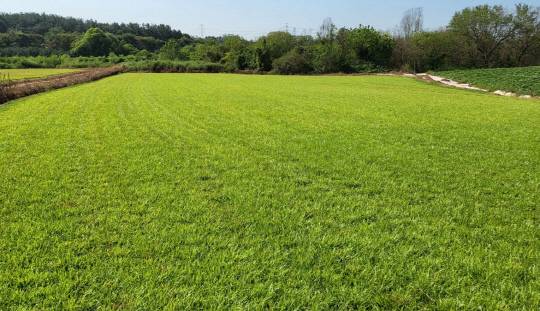 바이오메이신이 메이신을 추출하기 위해 조성된 전북의 센티페드그라스 재배지