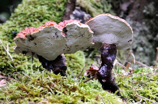 하루에 버섯을 한 개씩만 먹어도 암에 걸릴 위험을 낮출 수 있다는 연구 결과가 나왔다./사진=클립아트코리아