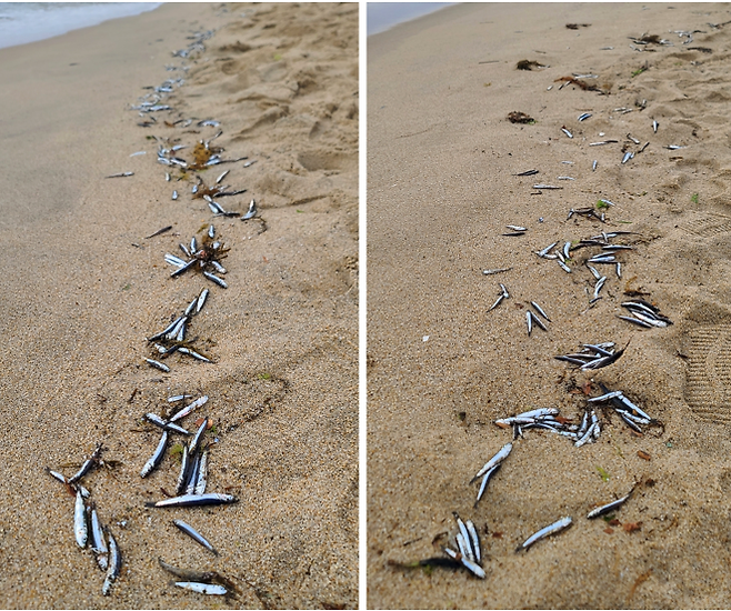 최근 강원 강릉시 경포해수욕장에 백사장으로 밀려 나와 죽은 멸치떼가 잇따라 발생해 눈길을 끌고 있다.[사진출처=연합뉴스]