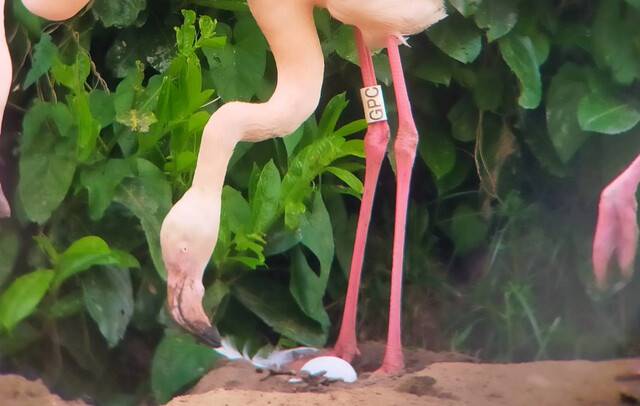 영국 한 자연보호구역에 사는 70살 홍학 ‘거트루드’가 최근 알을 낳았다. 영국 노퍽주 노리치시의 펜스솔프 보호구역 제공