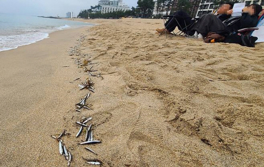 경포해변에 밀려 나와 죽은 멸치 떼. 연합뉴스