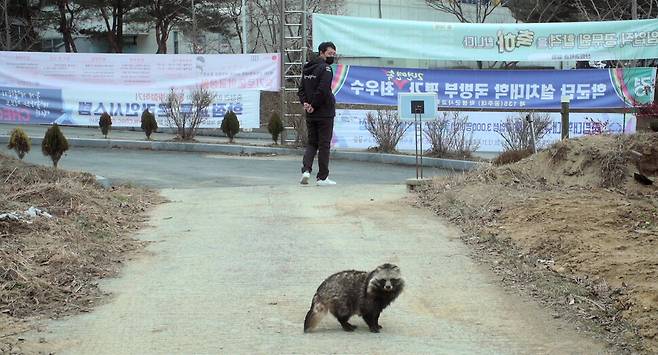 김봉균 충남야생동물구조센터 재활관리사와 인간에게 길들여져 자연으로 돌아가지 못하는 너구리 ‘클라라’가 함께 산책하는 모습. 시네마 달 제공.