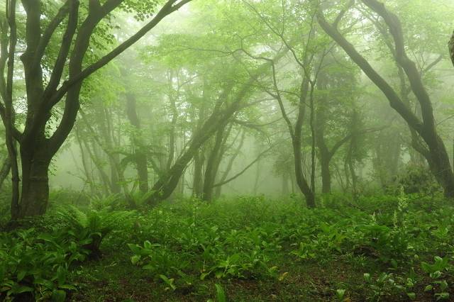 사려니숲길 /제주관광공사