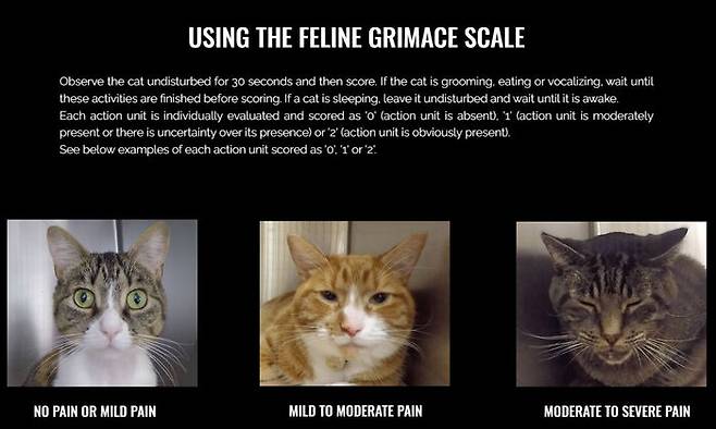 고양이 통증 정도를 측정하는 지표가 담긴 FGS. 왼쪽부터 차례로 통증 없음, 양호, 심각 상태의 고양이 모습이다. (사진=FGS(Feline Grimace Scale) 홈페이지