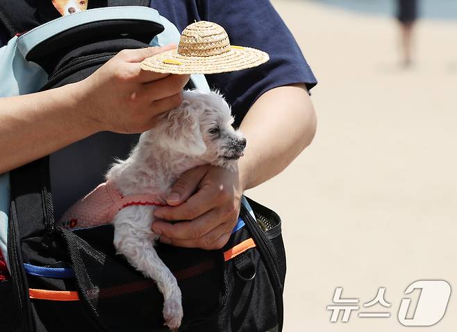 무더위 속 반려견.  ⓒ News1