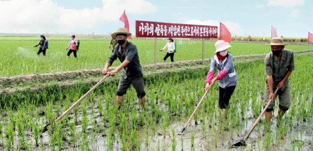 농사를 짓고 있는 북한 주민들. 평양=노동신문 뉴스1