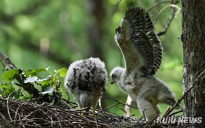 '형, 거의 다 먹어가네'동생이 어미 참매가 잡아온 먹잇감을 독차지해 거의 다 먹어가자 아쉬운 표정으로 바라보고 있다.